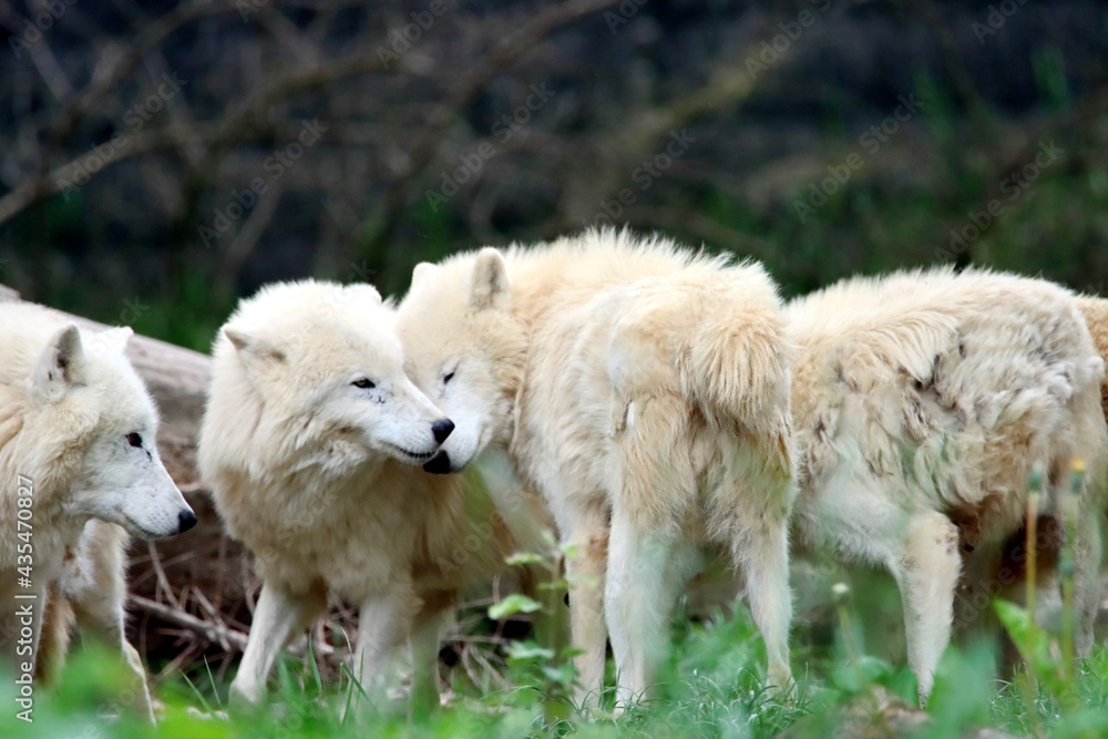 Fototapeta premium loup