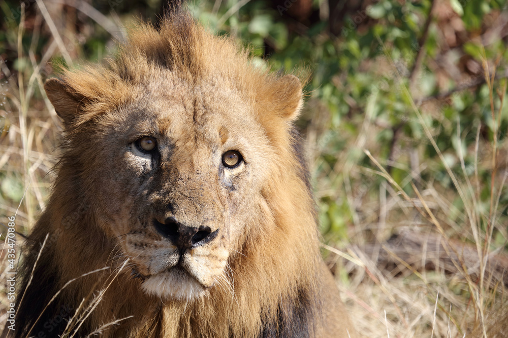 Afrikanischer Löwe / African lion / Panthera leo. Afrikanischer Löwe / African lion / Panthera leo.