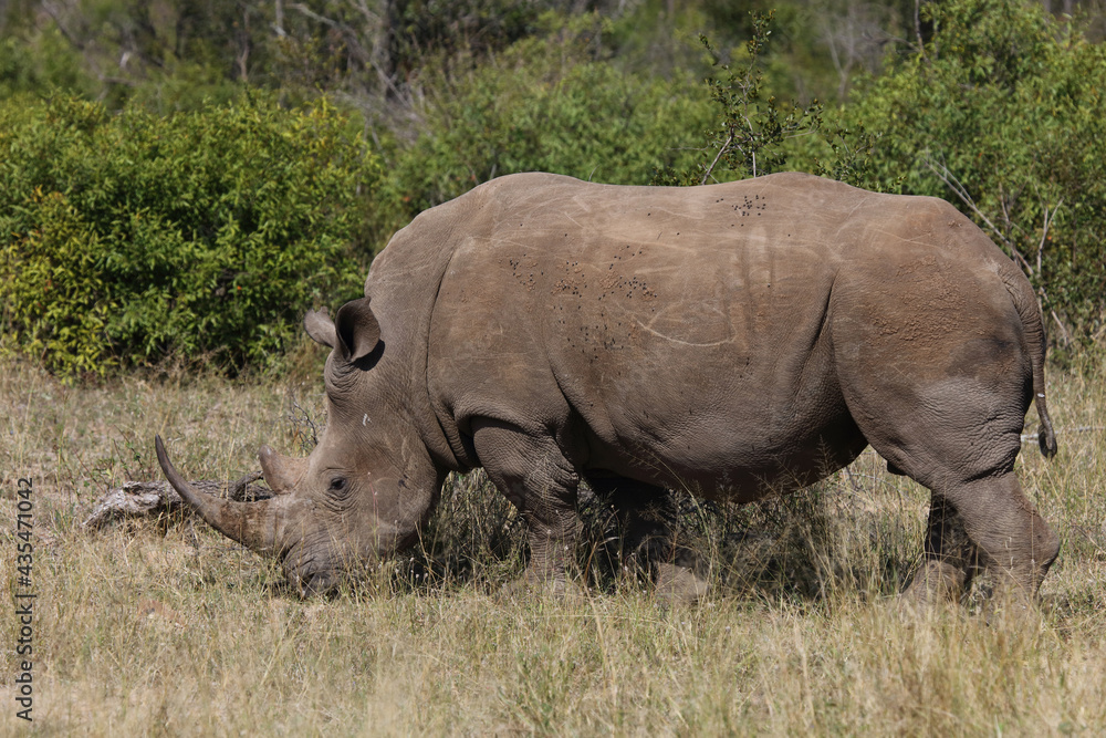 Breitmaulnashorn / Square-lipped rhinoceros / Ceratotherium Simum Breitmaulnashorn / Square-lipped rhinoceros / Ceratotherium Simum
