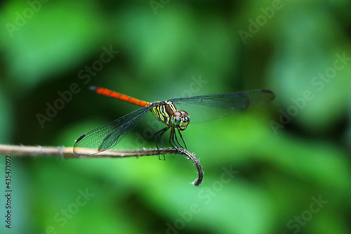 Asiatic blood tail dragon fly, Lathrecista asiatica, Nanded District, Maharashtra, India