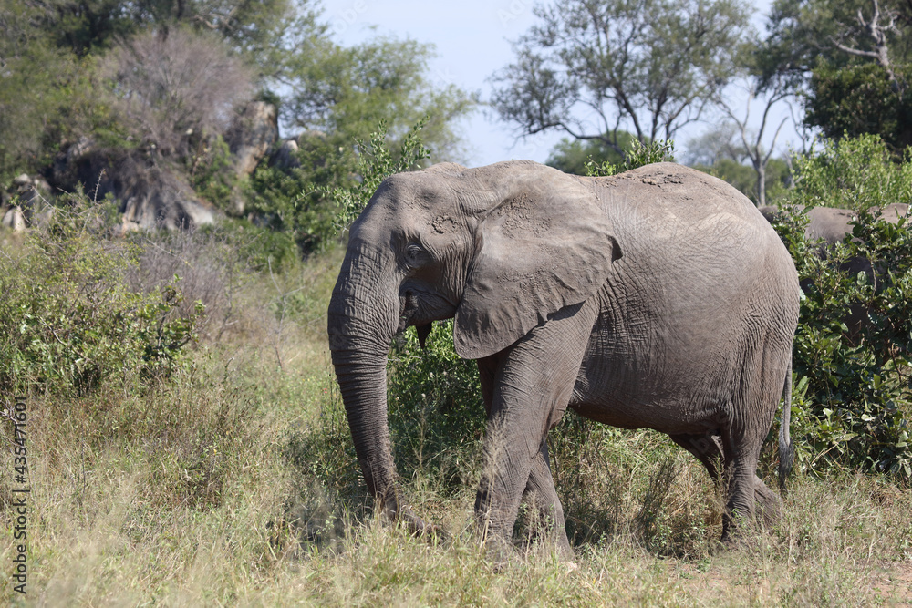 Afrikanischer Elefant / African elephant / Loxodonta africana Afrikanischer Elefant / African elephant / Loxodonta africana