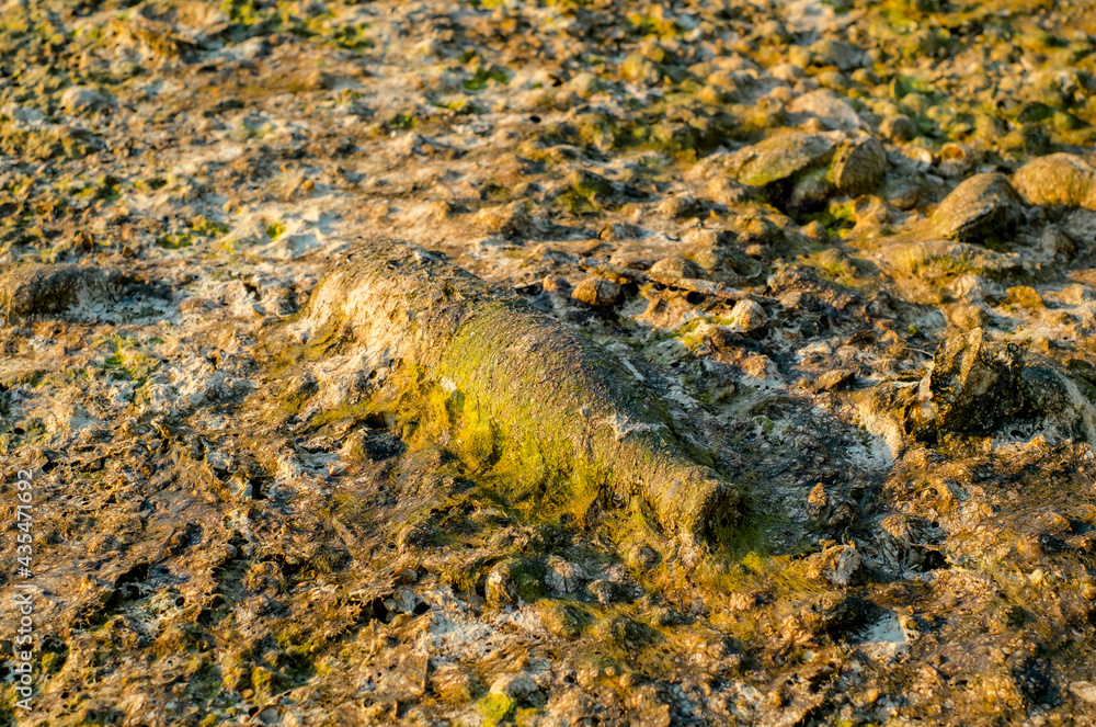 A bottle covered with algae polluting the beach