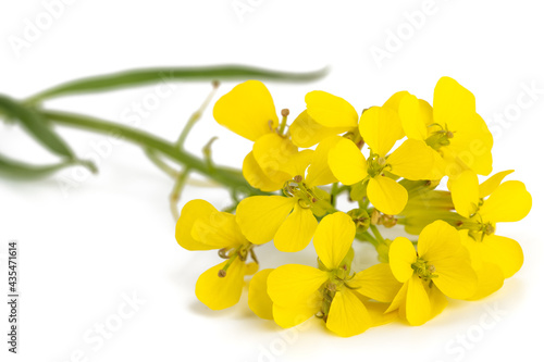 Hedge mustard flowers photo
