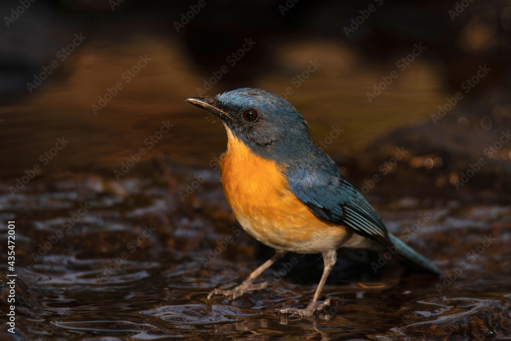 Tickell's Blue Flycatcher, Cyornis tickelliae, about to take a bath, Pune, India Tickell's Blue Flycatcher, Cyornis tickelliae, about to take a bath, Pune, India
