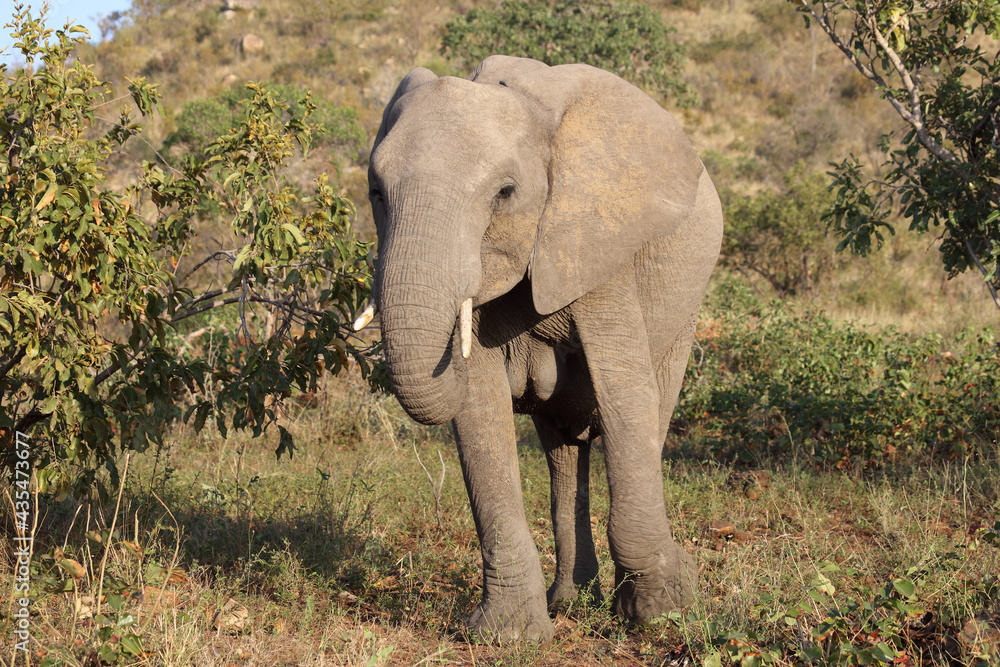 Fototapeta premium Afrikanischer Elefant / African elephant / Loxodonta africana