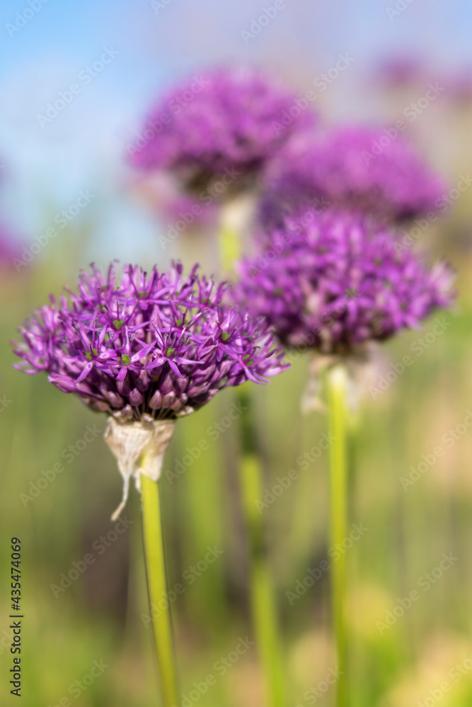Obraz premium Purple Allium Ornamental Onion Spherical Flower Heads