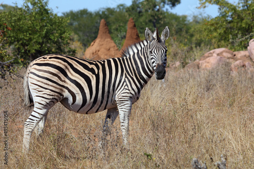 Steppenzebra   Burchell s zebra   Equus burchellii