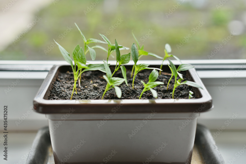 Growing sweet bell peppers on a windowsill
