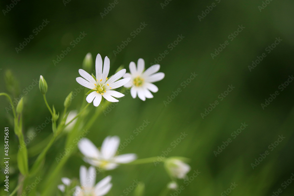 Summer meadow with green grass and white flowers of Greater Stitchwort (Stellaria holostea). Floral background, beauty of nature Summer meadow with green grass and white flowers of Greater Stitchwort (Stellaria holostea). Floral background, beauty of nature
