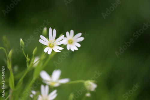 Summer meadow with green grass and white flowers of Greater Stitchwort (Stellaria holostea). Floral background, beauty of nature