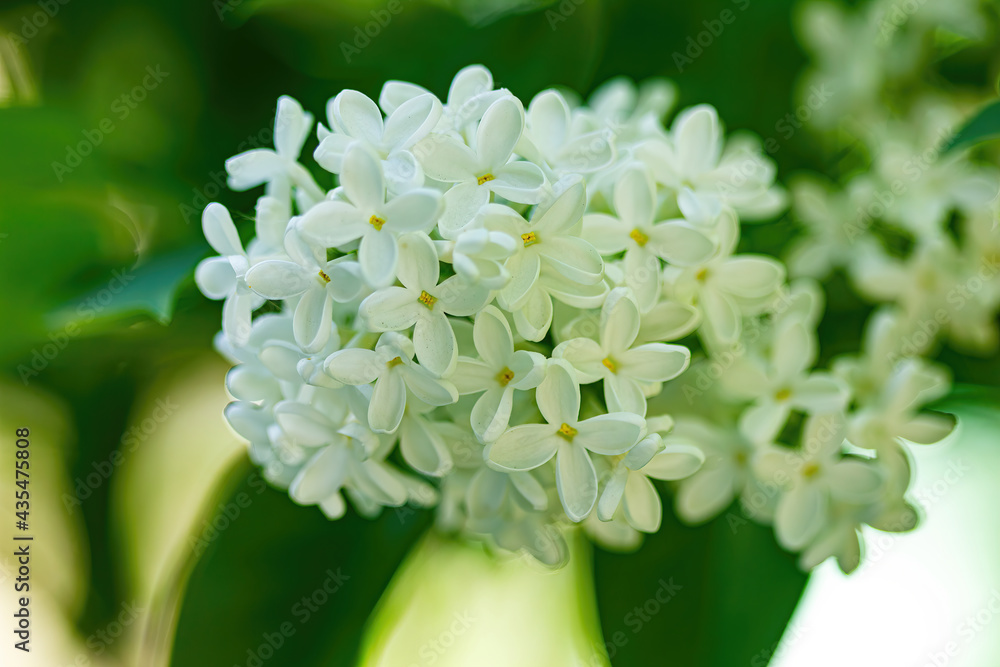 White lilac in the garden close-up. White lilac in the garden close-up.
