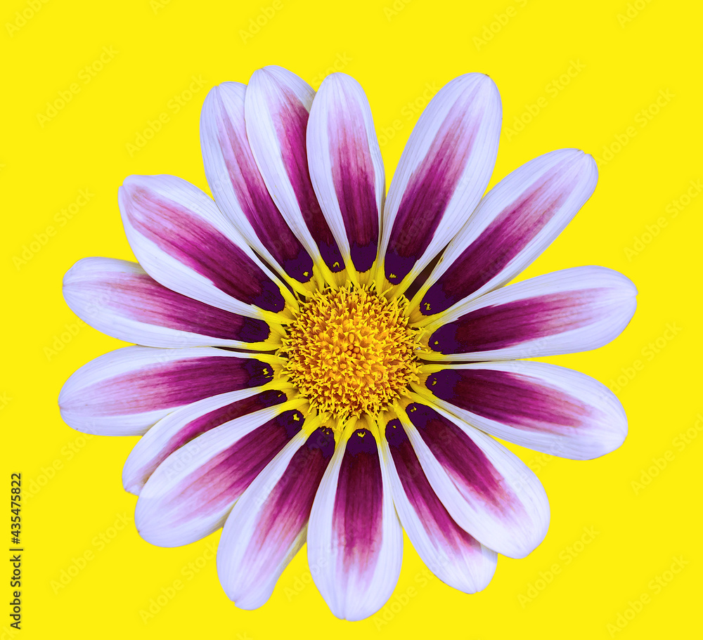 flower,flowering Gazania linearis on yellow background with clipping path.,Gazania linearis is a species of flowering plant in the daisy family known by the common name treasure flower.