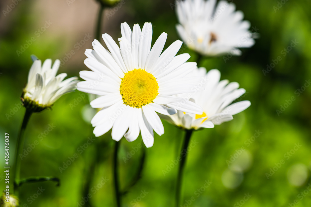 A closeup shot of blooming daisies on a meadow A closeup shot of blooming daisies on a meadow