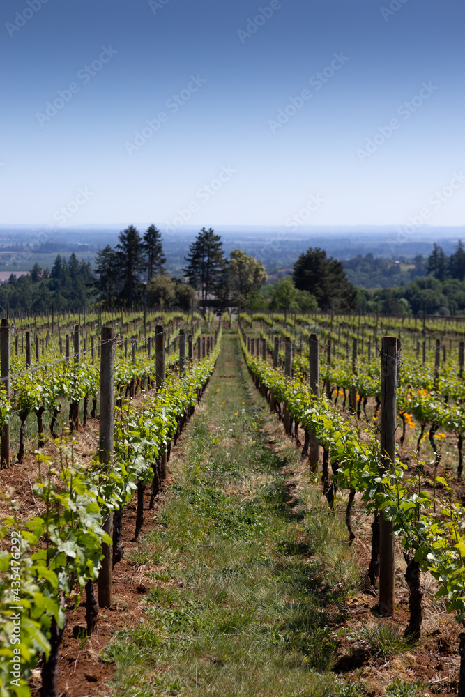 Wine Country Willamette Valley