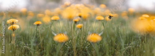 Spring green field with yellow dandelions on a sunny day. Long horizontal banner with copy space