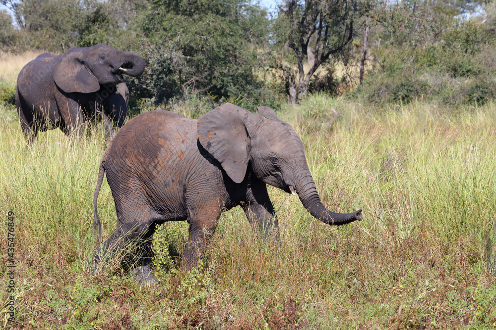 Fototapeta premium Afrikanischer Elefant / African elephant / Loxodonta africana...