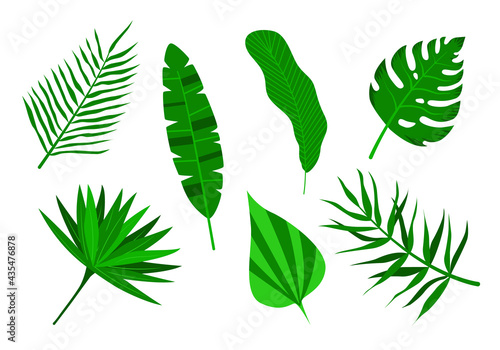 Set of tropical palm leaves. Isolated on a white background.
