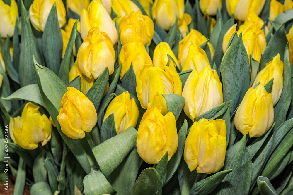 Tulip Cultivar (Tulipa hybrida) in park Tulip Cultivar (Tulipa hybrida) in park