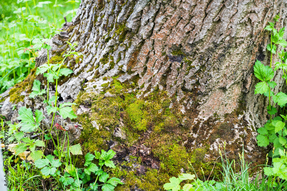A closeup shot of a tree trunk with weeds and moss A closeup shot of a tree trunk with weeds and moss