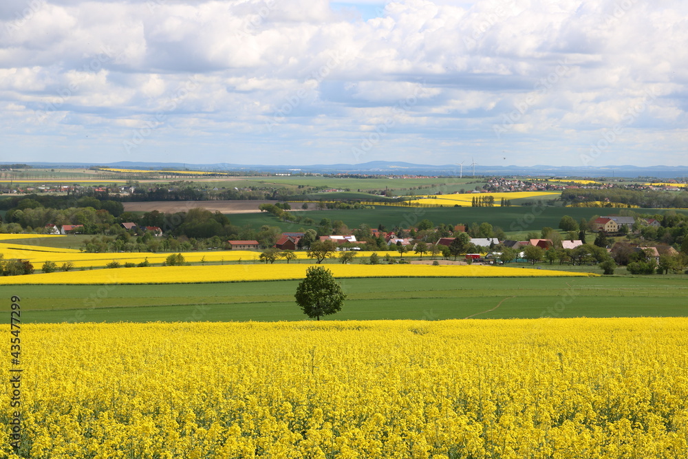 Naturlandschaft mit gelbem Rapsfeld mit Blick Richtung Sächsische Schweiz