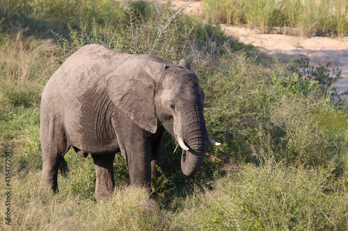 Afrikanischer Elefant   African elephant   Loxodonta africana