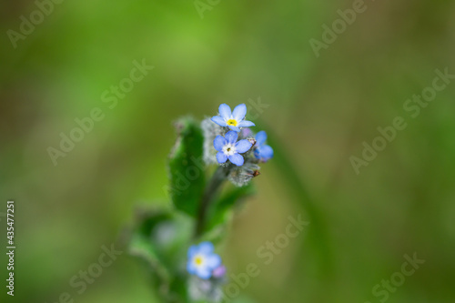 Field Forget Me Not Flowers in Springtime