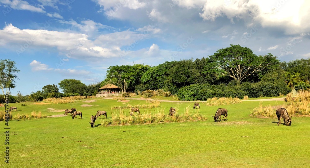 herd of gnus on the wild herd of gnus on the wild