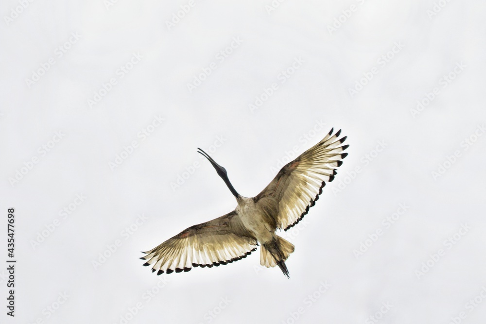 Fototapeta premium Fliegender Ibis
