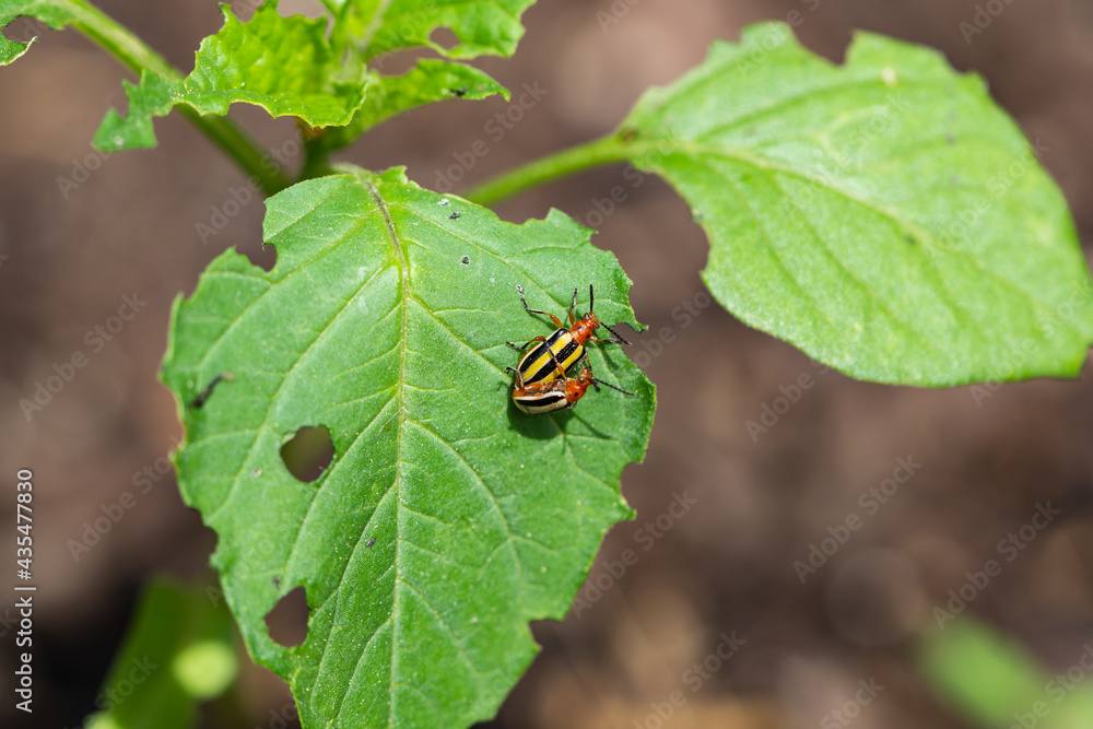 Three Lined Potato Beetles Mating on Leaf Three Lined Potato Beetles Mating on Leaf