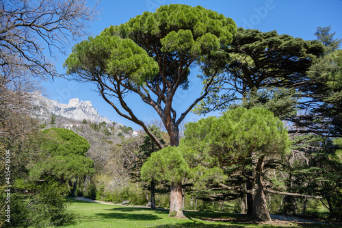 Italian stone pine (Pinus pinea) in front of Ai-Petri mountain background, Crimea, Vorontsov Palace and Park, Alupka region