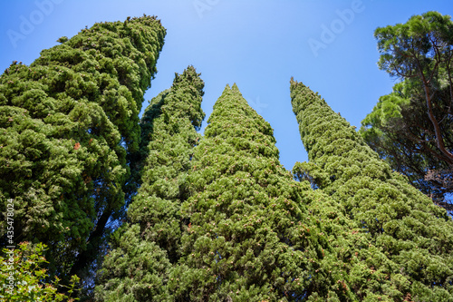 Evergreen Cypresses (Cupressus sempervirens Pyramidalis) and a pine, perspective view photo