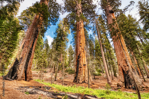 Giant Sequoias in the Sequoia National Park, California