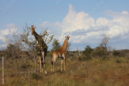 Giraffe   Giraffe   Giraffa camelopardalis.