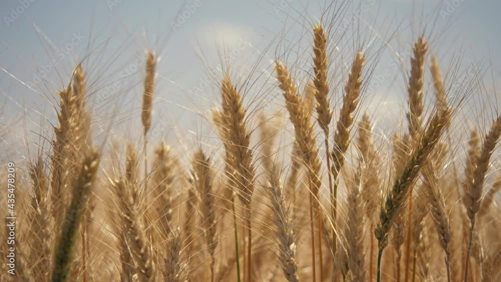 Agriculture. Golden ears of wheat sway in the light wind. Wheat in the field swaying in the wind close-up. Wheat ears on a background of blue sky. Wheat harvest in agriculture Agriculture. Golden ears of wheat sway in the light wind. Wheat in the field swaying in the wind close-up. Wheat ears on a background of blue sky. Wheat harvest in agriculture