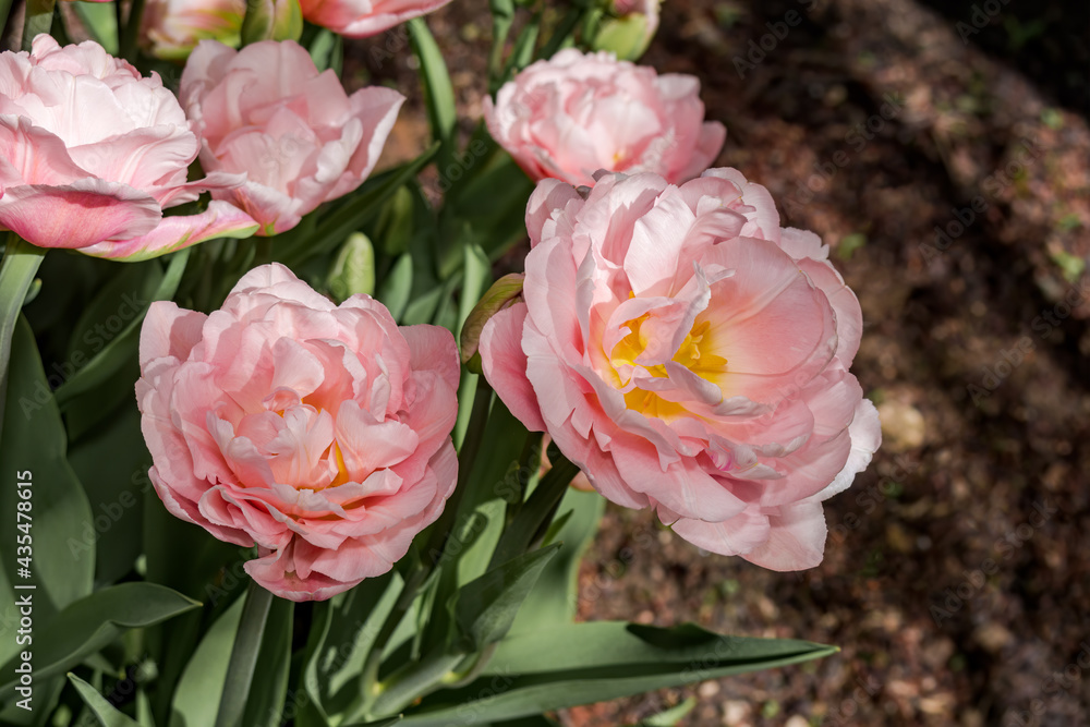Double Early Tulip (Tulipa hybrida) in park Double Early Tulip (Tulipa hybrida) in park