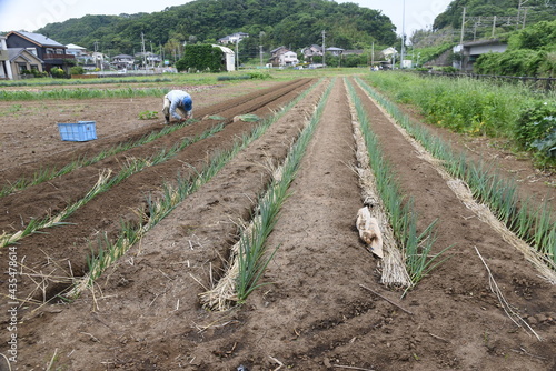 Green onion (White leek)seedlings planting / Agricultural work scene.