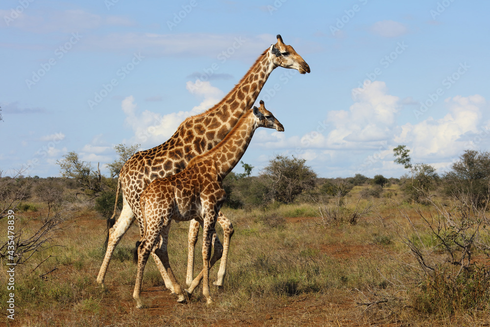 Obraz premium Giraffe / Giraffe / Giraffa camelopardalis.