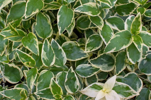 Wallpaper Mural Hojas Torontodigital.ca