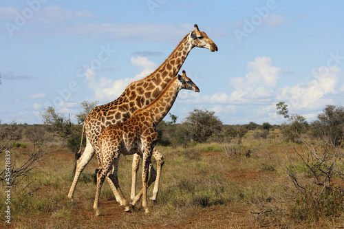 Giraffe / Giraffe / Giraffa camelopardalis.