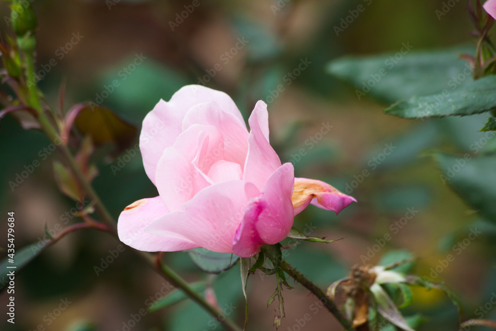 Pink Flower outdoors Pink Flower outdoors