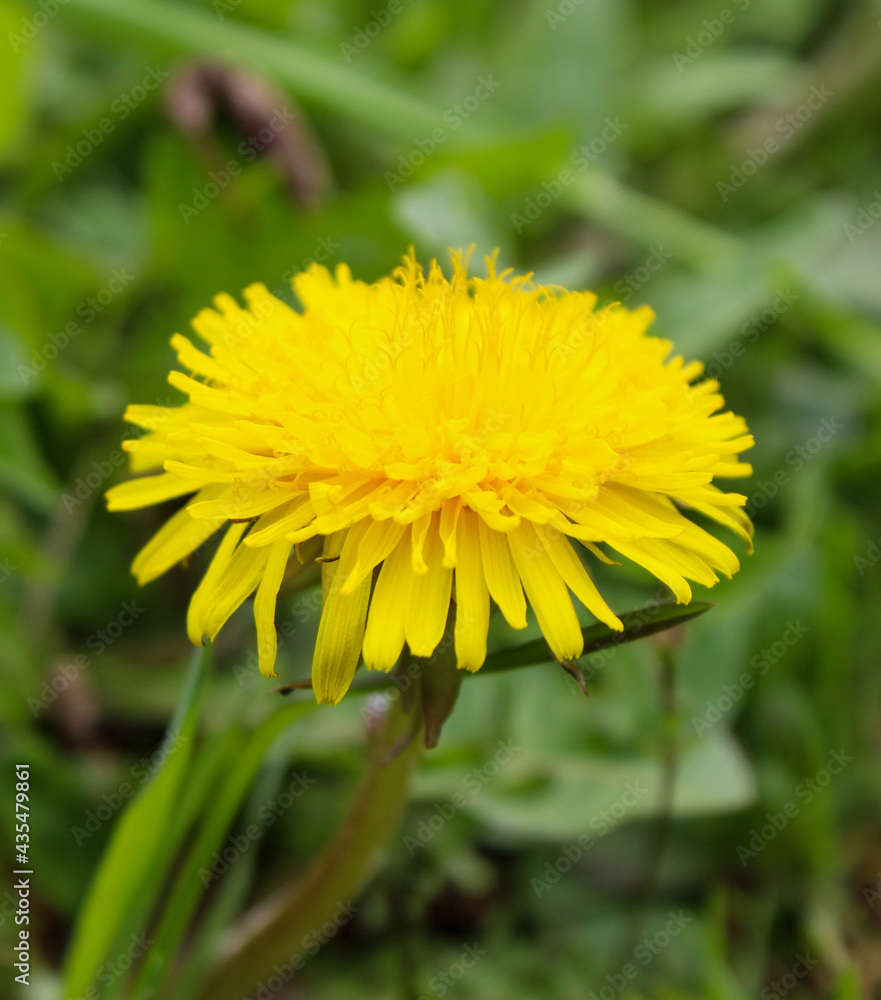 Yellow dandelion flower up close. Yellow dandelion flower among the grass. Taraxacum officinale, the dandelion or common dandelion. Yellow dandelion flower up close. Yellow dandelion flower among the grass. Taraxacum officinale, the dandelion or common dandelion.