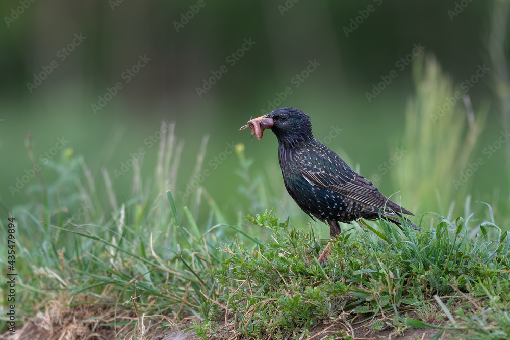 Common starling (Sturnus vulgaris) eating worms Common starling (Sturnus vulgaris) eating worms