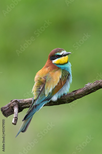European bee-eater sitting on a stick Merops apiaster perching on a branch