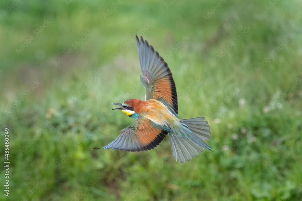 Fototapeta premium European bee eater catch insects in flight Merops apiaster flying