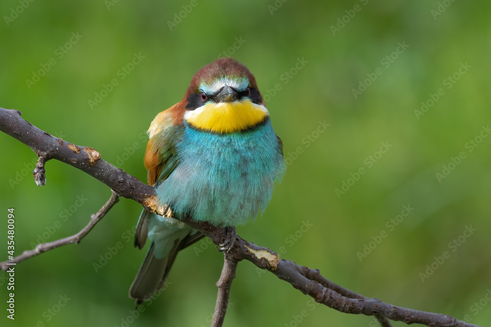 Fototapeta premium Bee eater perched on branch (Merops apiaster)