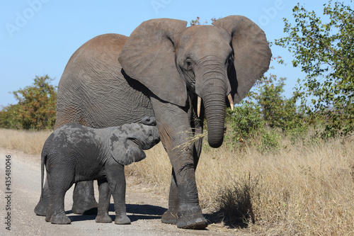 Afrikanischer Elefant / African elephant / Loxodonta africana...