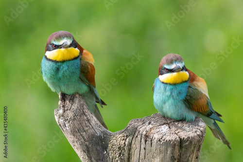 Two European bee eater perched on branch resting Merops apiaster perching on a tree stump