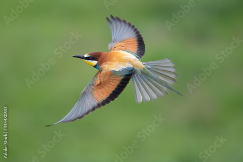 European bee-eater in flight with a green background Merops apiaster flying photo