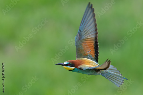 Colorful bee eater in flight Merops apiaster flying © AlexandruPh
