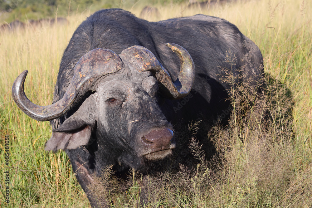 Obraz premium Kaffernbüffel / African buffalo / Syncerus caffer